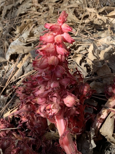 iNaturalist observation photo of Snowplant