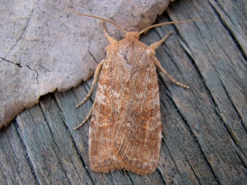 Lithophane semiusta Grote, 1874