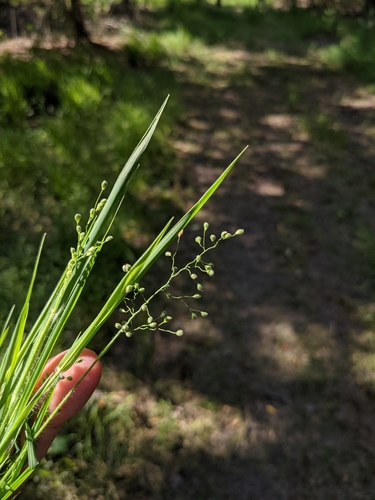 blood panicgrass (Dichanthelium consanguineum)