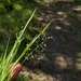 Blood Panicgrass - Photo (c) Eric Ungberg, all rights reserved, uploaded by Eric Ungberg