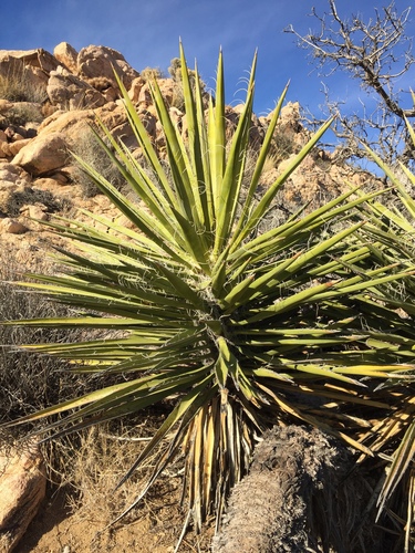 iNaturalist observation photo of Mojave Yucca