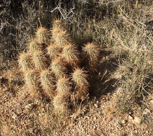 iNaturalist observation photo of Echinocereus engelmannii engelmannii