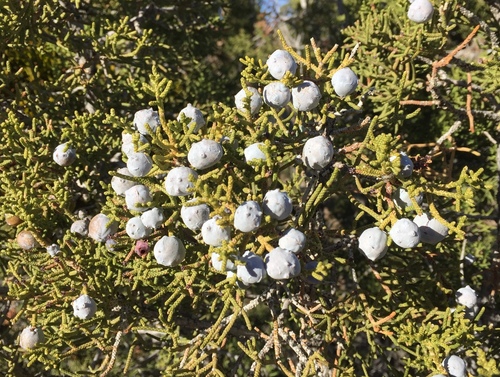iNaturalist observation photo of California juniper
