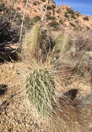 iNaturalist observation photo of Mojave Pricklypear