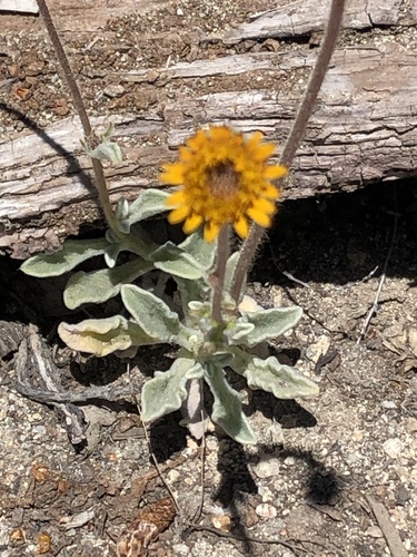 iNaturalist observation photo of pumice alpinegold
