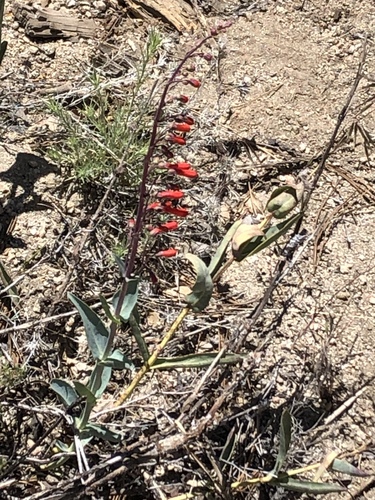 iNaturalist observation photo of scarlet bugler