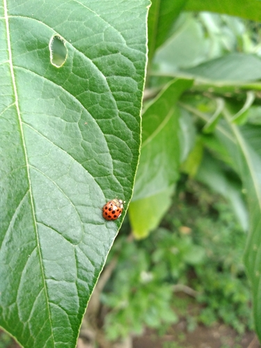 Coccinellidae image