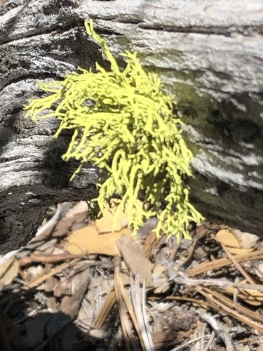iNaturalist observation photo of wolf lichen