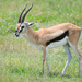 Thomson's Gazelle - Photo (c) Nancy Christensen, all rights reserved, uploaded by Nancy Christensen