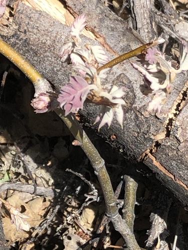 iNaturalist observation photo of California black oak