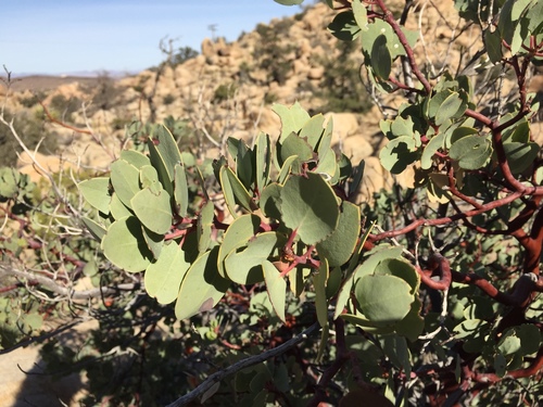 iNaturalist observation photo of Big Berry Manzanita