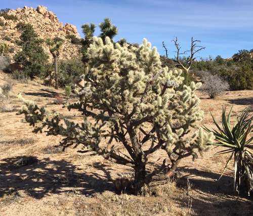 iNaturalist observation photo of Silver Cholla