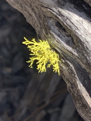 iNaturalist observation photo of wolf lichen