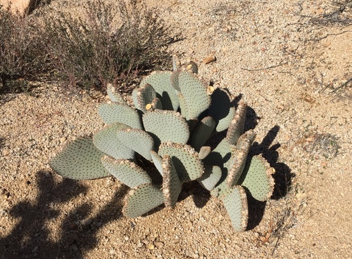 iNaturalist observation photo of beavertail cactus