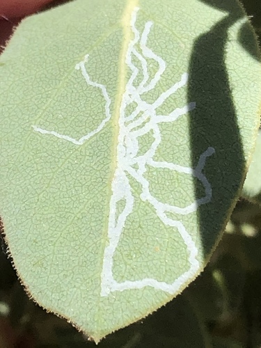 iNaturalist observation photo of Winged and Once-winged Insects