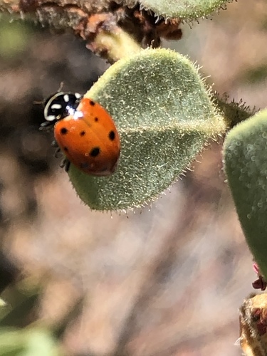 iNaturalist observation photo of Convergent Lady Beetle
