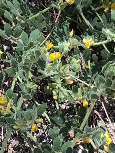 iNaturalist observation photo of Heermann's Lotus