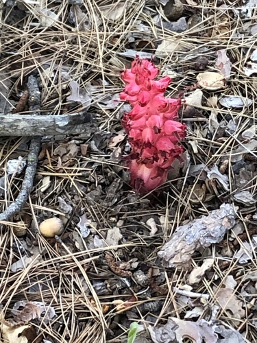 iNaturalist observation photo of Snowplant