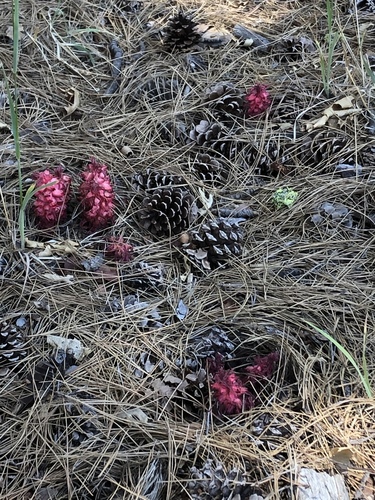 iNaturalist observation photo of Snowplant