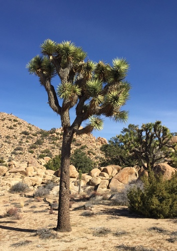 iNaturalist observation photo of Western Joshua Tree