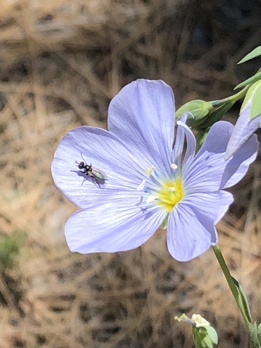 iNaturalist observation photo of Lewis flax
