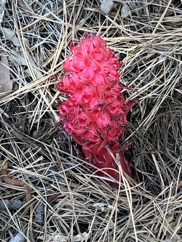 iNaturalist observation photo of Snowplant