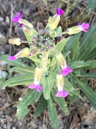 iNaturalist observation photo of rockcresses