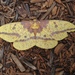 Imperial Moths - Photo (c) Tina Gute, all rights reserved, uploaded by Tina Gute