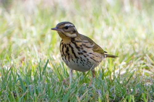 Olive-backed Pipit