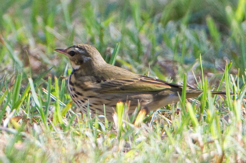 Olive-backed Pipit