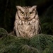 Eastern Screech-Owl - Photo (c) Brian Genge, all rights reserved, uploaded by Brian Genge