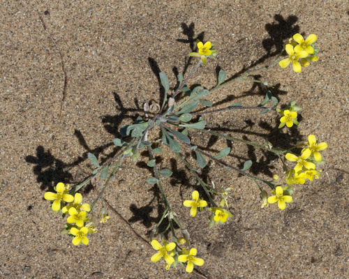 Great Plains bladderpod (Lesquerella arenosa)