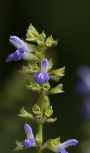 Xalapan Blue Sage