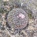 Stenocactus zacatecasensis - Photo (c) Myriam Victores-Aguirre, all rights reserved, uploaded by Myriam Victores-Aguirre