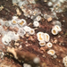 Lachnum bicolor - Photo (c) ethancrenson, todos os direitos reservados, uploaded by ethancrenson