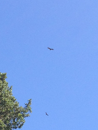 iNaturalist observation photo of Turkey Vulture