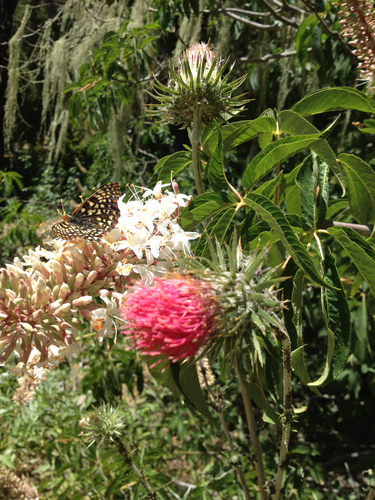 iNaturalist observation photo of Variable Checkerspot