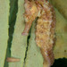 Observation photo