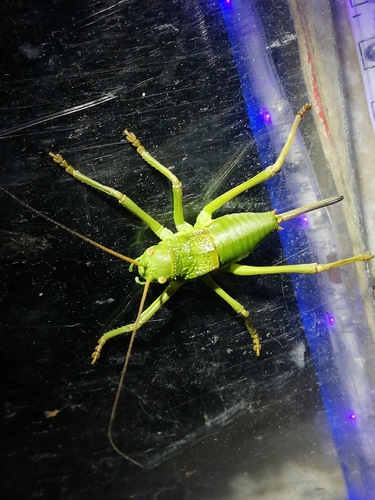 Lusitanian Saddle Bush-cricket