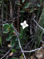 Arcytophyllum nitidum image