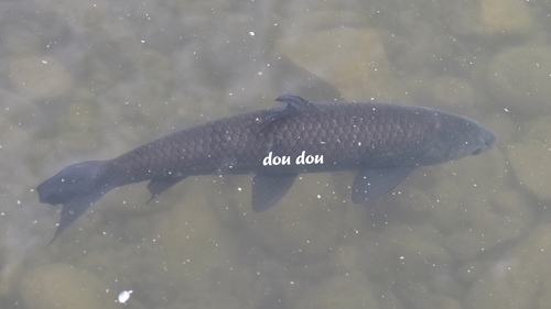 Black Carp
