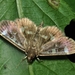 Herpetogramma hoozana - Photo (c) 邱仲良, all rights reserved, uploaded by 邱仲良