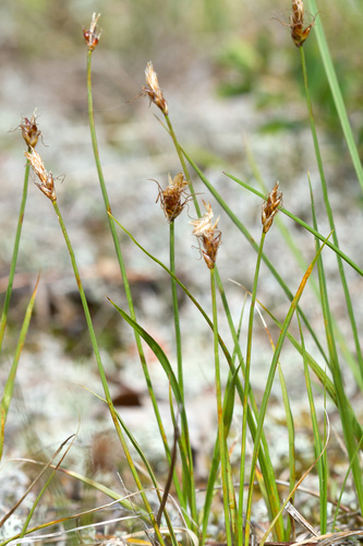 Carex obtusata