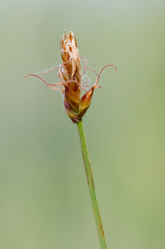 obtuse sedge (Carex obtusata)