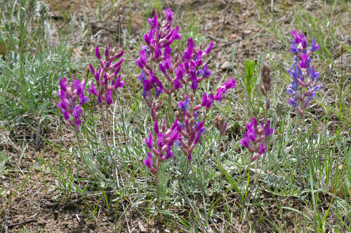 Oxytropis lambertii var. lambertii
