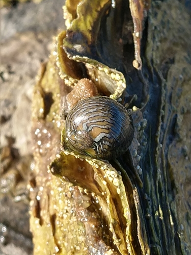 Vitta luteofasciata