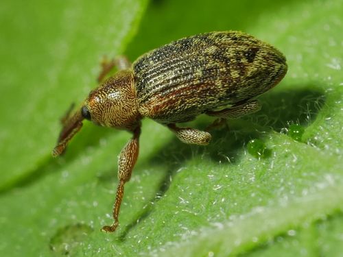 Dorytomus nuotrauka