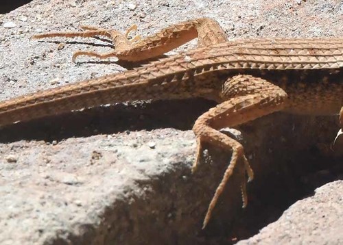 Longtail Spiny Lizard