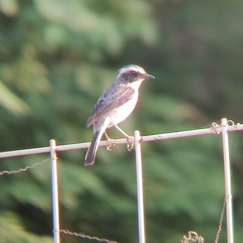 Grey Bushchat