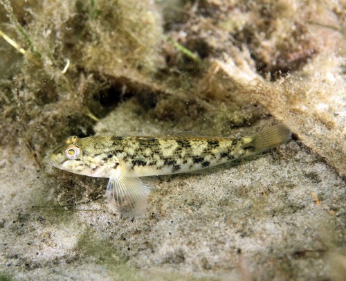 Round Goby
